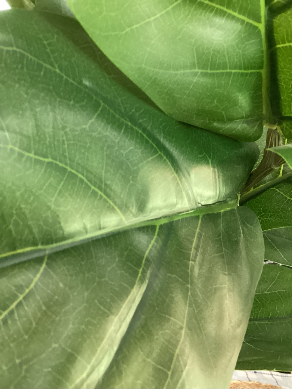 Threshold Faux Fiddle Leaf Tree in Green and White - Picture 5 of 9